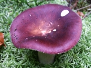 포도주무당버섯 (Russula vinosa Lindblad)