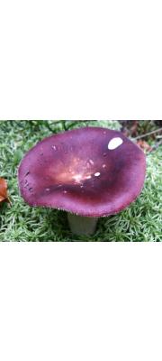 포도주무당버섯 (Russula vinosa Lindblad)