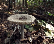 중국광대버섯 (Amanita sinensis Zhu L.Yang)
