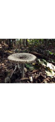 중국광대버섯 (Amanita sinensis Zhu L.Yang)