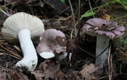 보라끼무당버섯 (Russula violacea Quél.)