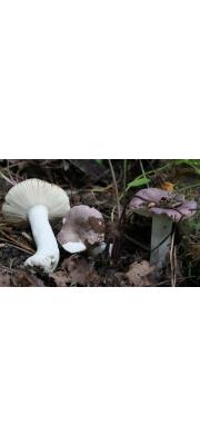 보라끼무당버섯 (Russula violacea Quél.)