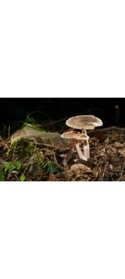 황색줄광대버섯 (Amanita sinicoflava Tuloss)