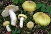 자주빛무당버섯 (Russula violeipes Quél.)