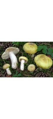 자주빛무당버섯 (Russula violeipes Quél.)