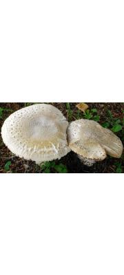 회색점광대버섯 (Amanita solitaia (Bull.) Merat)