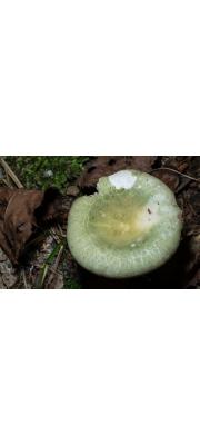 기와버섯(적녹색무당버섯) (Russula virescens (Schaeff.) Fr. > Russula viridrurolimbata Ying)