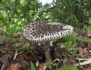 뱀껍질광대버섯 (Amanita spissacea Imai)