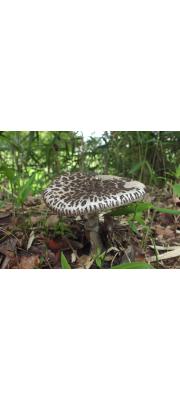 뱀껍질광대버섯 (Amanita spissacea Imai)