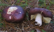 포도무당버섯(황색포도무당버섯) (Russula xerampelina (Schaeff.) Fr. > Russula erythropus Fr. ex Pelt. > Russula  xerampelina var. barlare (Quél.) Melzer & Zvara)