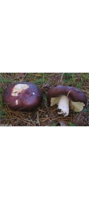 포도무당버섯(황색포도무당버섯) (Russula xerampelina (Schaeff.) Fr. > Russula erythropus Fr. ex Pelt. > Russula  xerampelina var. barlare (Quél.) Melzer &amp; Zvara)