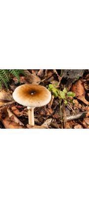 턱받이광대버섯 (Amanita spreta (Peck) Sacc.)