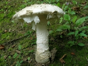 뿌리광대버섯 (Amanita strobiliformis (Vitt.) Bert.)