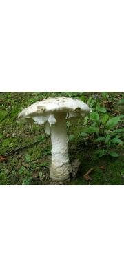 뿌리광대버섯 (Amanita strobiliformis (Vitt.) Bert.)