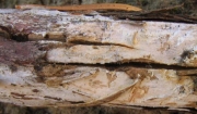 큰원반고약버섯 (Aleurodiscus cerussatus (Bres.) Höhn. & Litsch.)