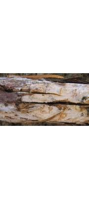 큰원반고약버섯 (Aleurodiscus cerussatus (Bres.) Höhn. &amp; Litsch.)