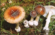 구형광대버섯아재비 (Amanita subglovosa Zhu L. Yang 구형광대버섯아재비)