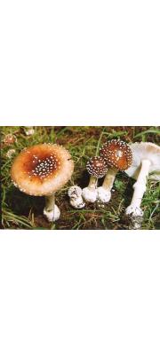 구형광대버섯아재비 (Amanita subglovosa Zhu L. Yang 구형광대버섯아재비)