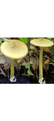 개나리광대버섯 (Amanita subjunquillea Imai)