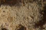 틈고약버섯(틈굳은고약버섯) (Conferticium karstenii (Boud. & Galz.) Hall. > Gloeocystidiellum karstenii)