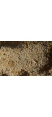 틈고약버섯(틈굳은고약버섯) (Conferticium karstenii (Boud. &amp; Galz.) Hall. > Gloeocystidiellum karstenii)