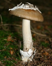 막질광대버섯 (Amanita submembranacea (Bon) Gröger)