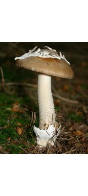 막질광대버섯 (Amanita submembranacea (Bon) Gröger)