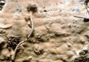 갈색굳은고약버섯(갈색큰낭상체버섯) (Gloeocystidiellum  luridum (Bres.) Boidin > Megalocystidium luridum)