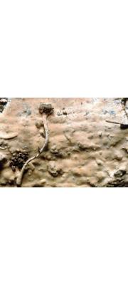 갈색굳은고약버섯(갈색큰낭상체버섯) (Gloeocystidiellum  luridum (Bres.) Boidin > Megalocystidium luridum)