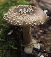 구슬광대버섯 (Amanita sychnopyramis Corner & Bas  > Amanita sychnopyramis f. subannulata Hongo)