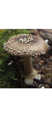 구슬광대버섯 (Amanita sychnopyramis Corner &amp; Bas  > Amanita sychnopyramis f. subannulata Hongo)