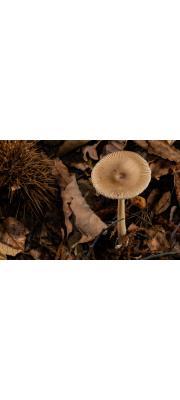 우산광대버섯(우산버섯, 흰우산버섯) (Amanita vaginata (Bull.) Lam. > Amanita vaginata var. alba Gill. (흰우산버섯))