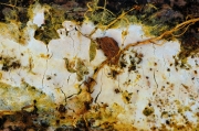 황백참빗담자버섯(참빗담자버섯) (Scytinostromella olivaceoalba (Bourd. & Galz.) Ginns & Lef. > Confertobasidium olivaceoalbum (Bourd. & Galz.) Jül.)