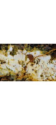 황백참빗담자버섯(참빗담자버섯) (Scytinostromella olivaceoalba (Bourd. &amp; Galz.) Ginns &amp; Lef. > Confertobasidium olivaceoalbum (Bourd. &amp; Galz.) Jül.)