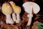 마귀광대버섯아재비 (Amanita velatipes Atk. > Amanita pantherina var. velatipes (Atk.) Jenkins)