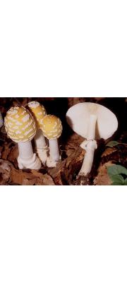 마귀광대버섯아재비 (Amanita velatipes Atk. > Amanita pantherina var. velatipes (Atk.) Jenkins)