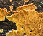 주름버짐버섯(노랑아교버섯) (Pseudomerulius aureus (Fr.) Jül.  > Merulius aureus)