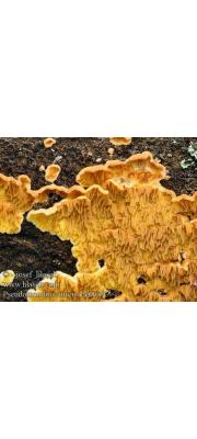 주름버짐버섯(노랑아교버섯) (Pseudomerulius aureus (Fr.) Jül.  > Merulius aureus)