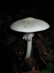 흰알광대버섯 (Amanita verna (Bull.) Lam.)