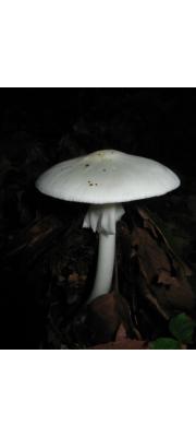 흰알광대버섯 (Amanita verna (Bull.) Lam.)