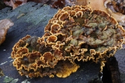 흰테꽃구름버섯(피즙꽃구름버섯) (Stereum gausapatum (Fr.) Fr.)
