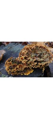 흰테꽃구름버섯(피즙꽃구름버섯) (Stereum gausapatum (Fr.) Fr.)