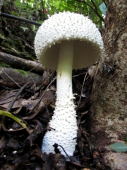 흰가시광대버섯 (Amanita virgineoides Bas)