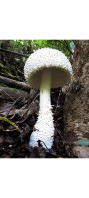 흰가시광대버섯 (Amanita virgineoides Bas)