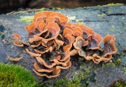 꽃구름버섯 (Stereum hirsutum (Willd.) Pers.)