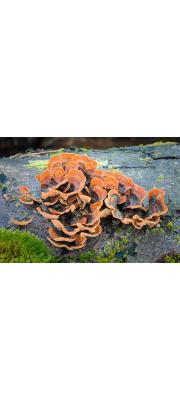 꽃구름버섯 (Stereum hirsutum (Willd.) Pers.)