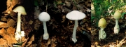 독우산광대버섯 (Amanita virosa (Fr.) Bertillon)