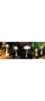 독우산광대버섯 (Amanita virosa (Fr.) Bertillon)