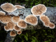 배착꽃구름버섯 (Stereum ochraceoflavum (Schw.) Sacc.)