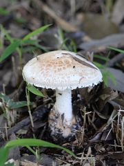 큰주머니광대버섯 (Amanita volvata (Peck) Llyod  > Amanita agglutinata (Berk. & Curt.) Lloyd)